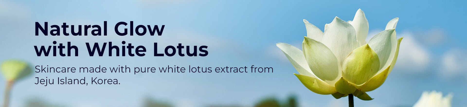 Natural Glow with White Lotus | Pilgrim India